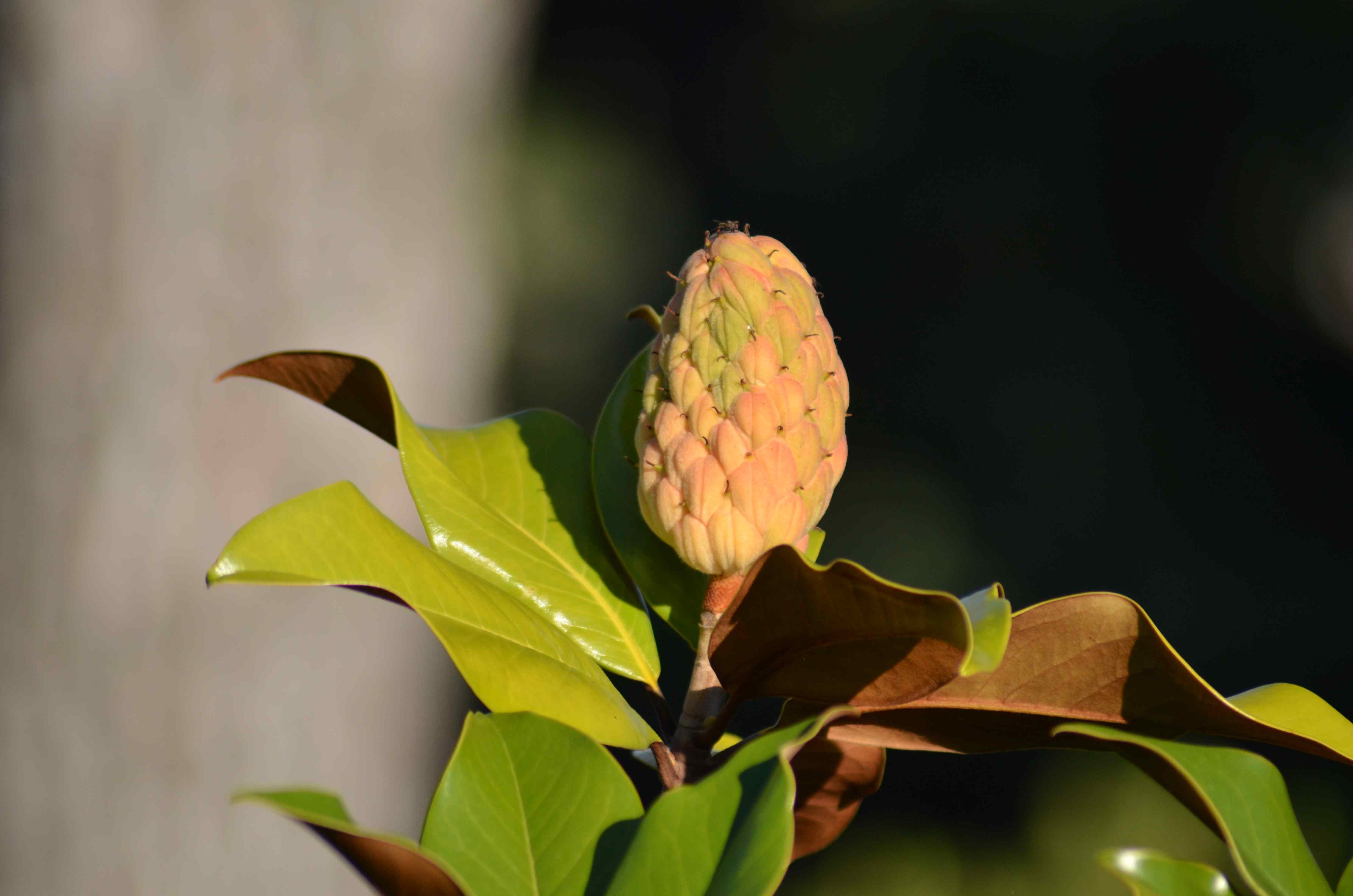 No s'ha trobat l'arxiu